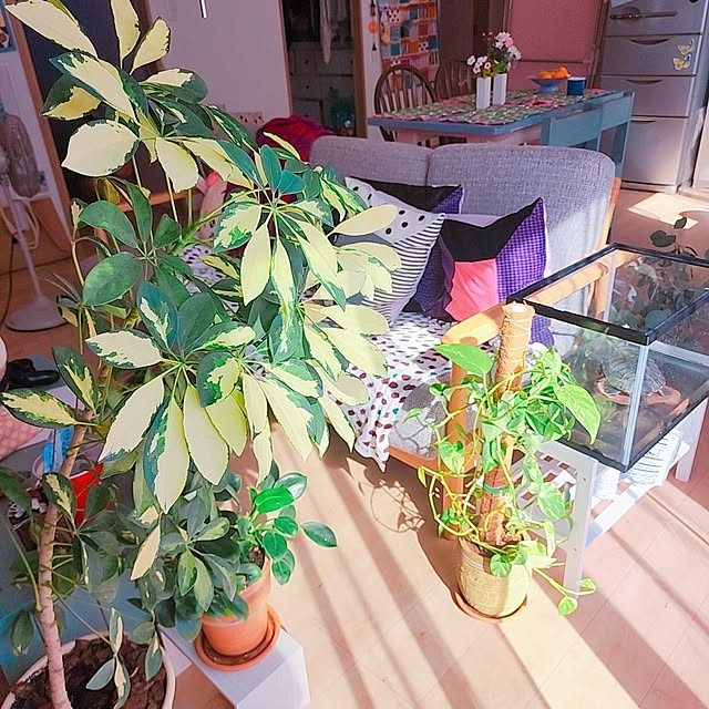 saさんの実例写真