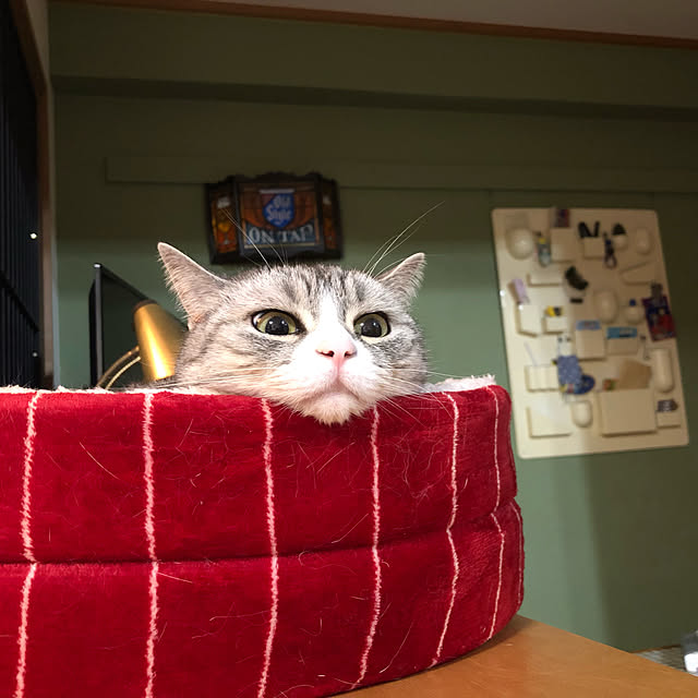 Shojiさんの実例写真