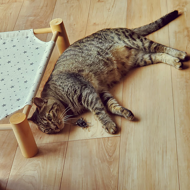 nonchanさんの実例写真