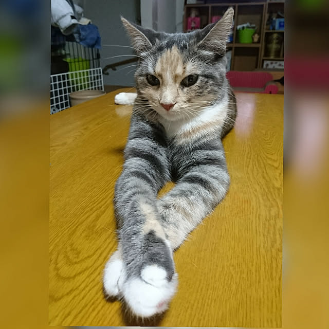 shinobuさんの実例写真