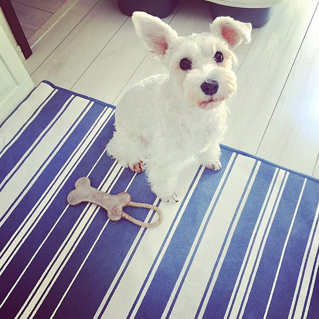 suzyさんの実例写真