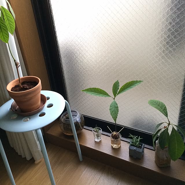 リビング/植物/多肉植物/観葉植物のインテリア実例 - 2015-01-04 20:58:53