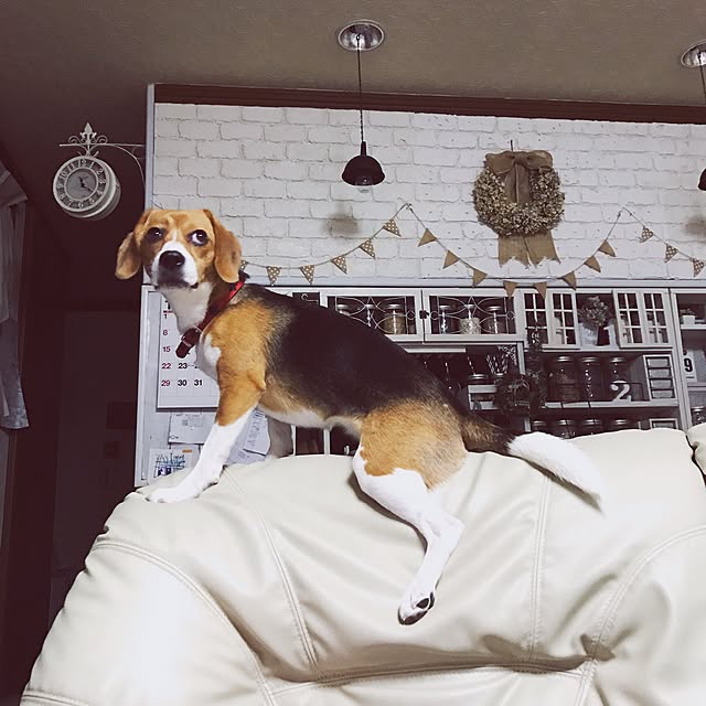 lovekuma_emilyさんの実例写真