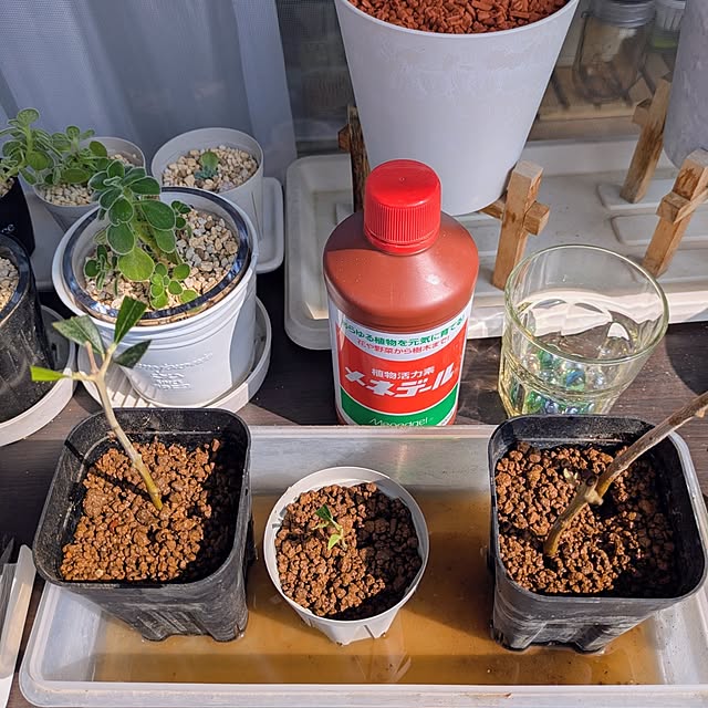 mi-saさんの部屋