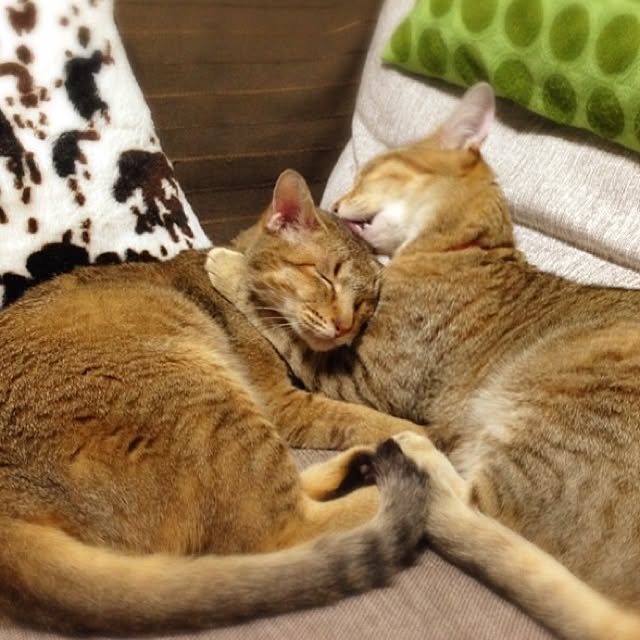 1633さんの実例写真