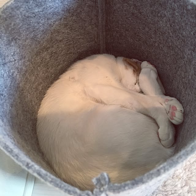 koumeさんの実例写真