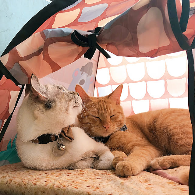 tomoyoさんの実例写真