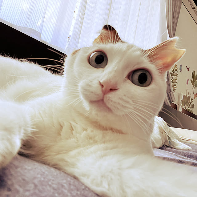 cat5さんの実例写真