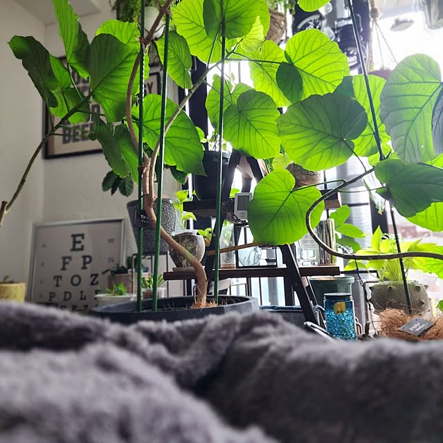 CYNOSさんの実例写真