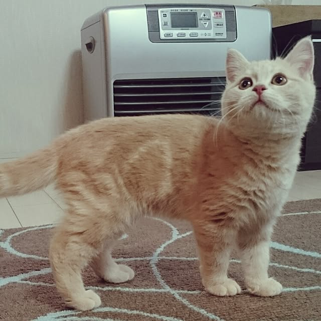 yukiさんの実例写真