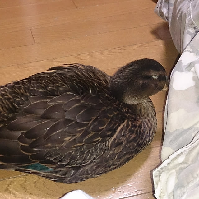 Matsu62さんの実例写真
