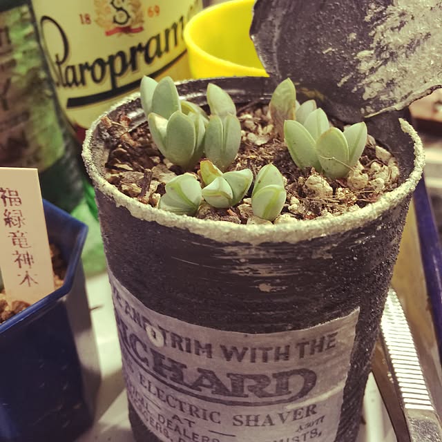 sykさんの実例写真