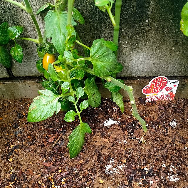 ryomomさんの部屋