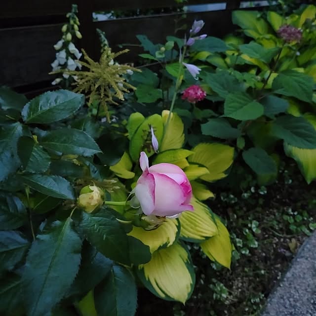 figaroさんの部屋