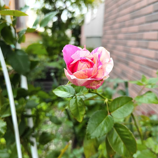 kiraさんの部屋