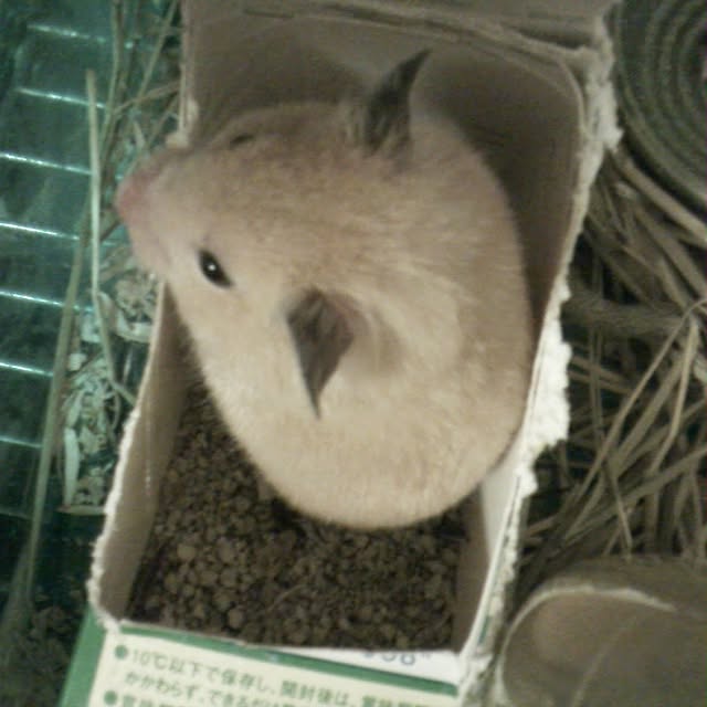 mio29さんの実例写真