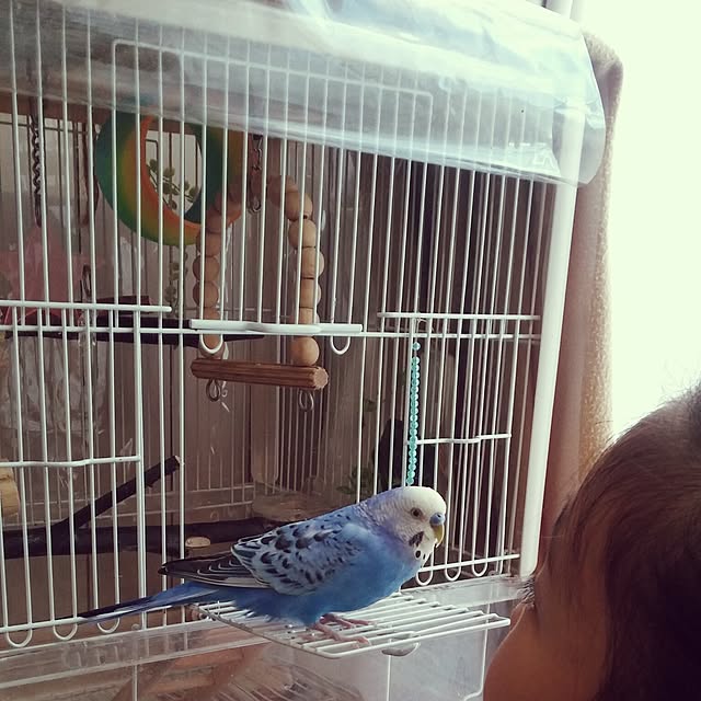 opiopiopiさんの実例写真