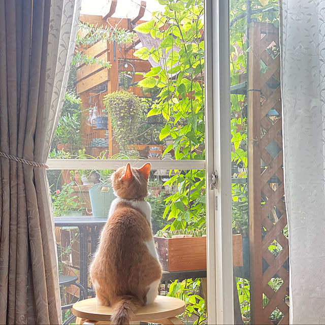 mintteaさんの実例写真