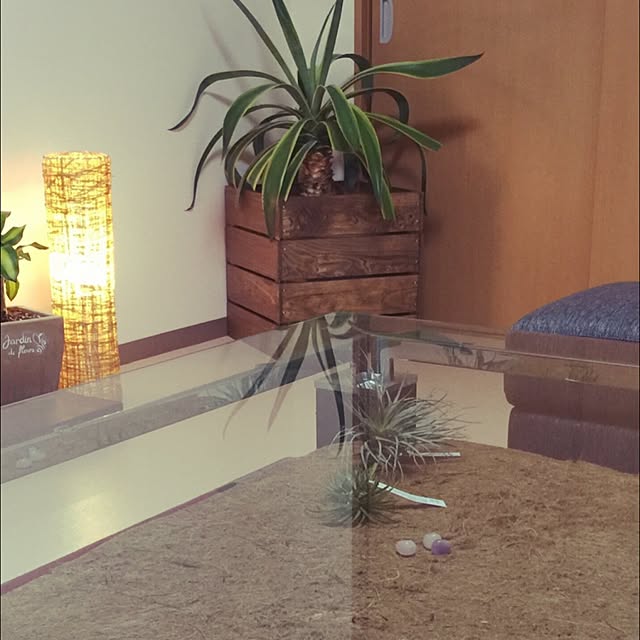 机/観葉植物/多肉植物/DIY/エアプランツのインテリア実例 - 2016-07-04 23:49:03