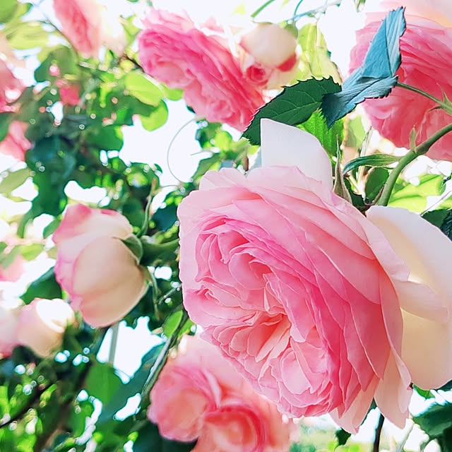 twinkle-butterfly38さんの実例写真