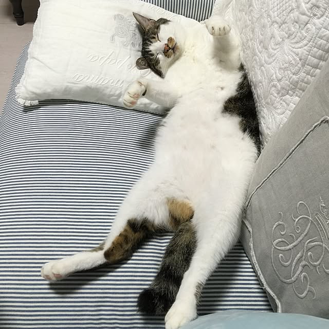 yuchiさんの実例写真