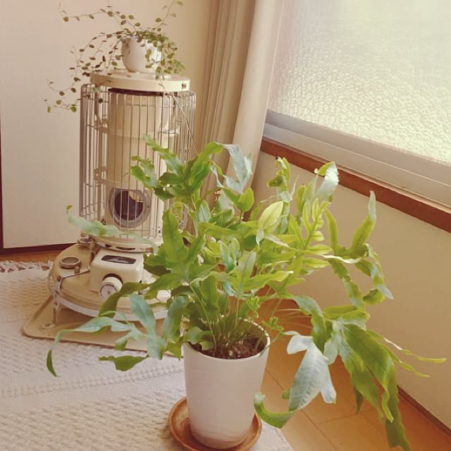 anemone551さんの実例写真