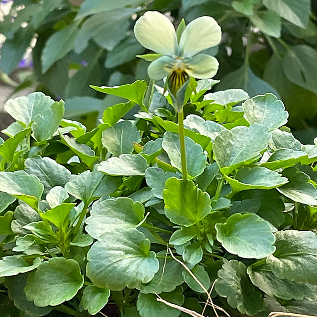 buchiさんの実例写真