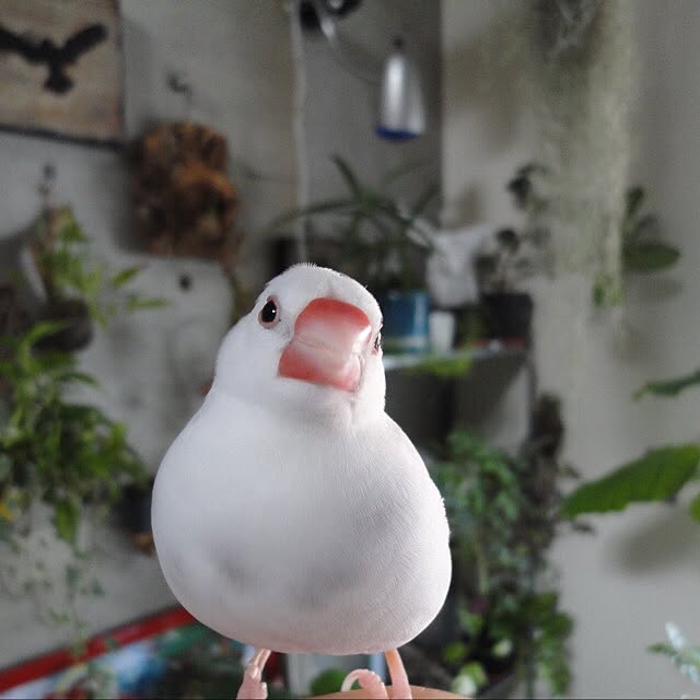 koHakuさんの実例写真