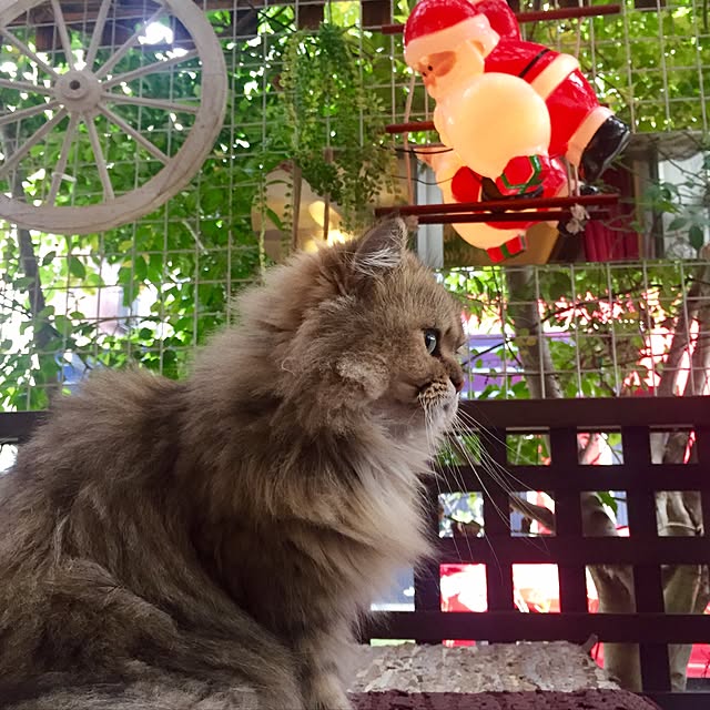 butachanさんの実例写真