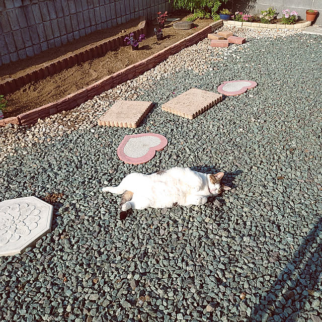 machikomamaさんの実例写真