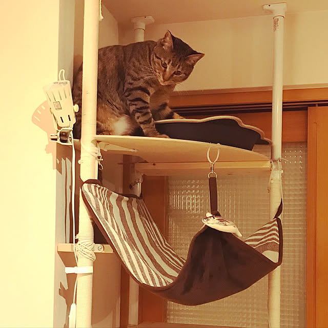 rasさんの実例写真