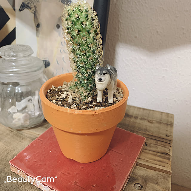 Sayumiさんの実例写真