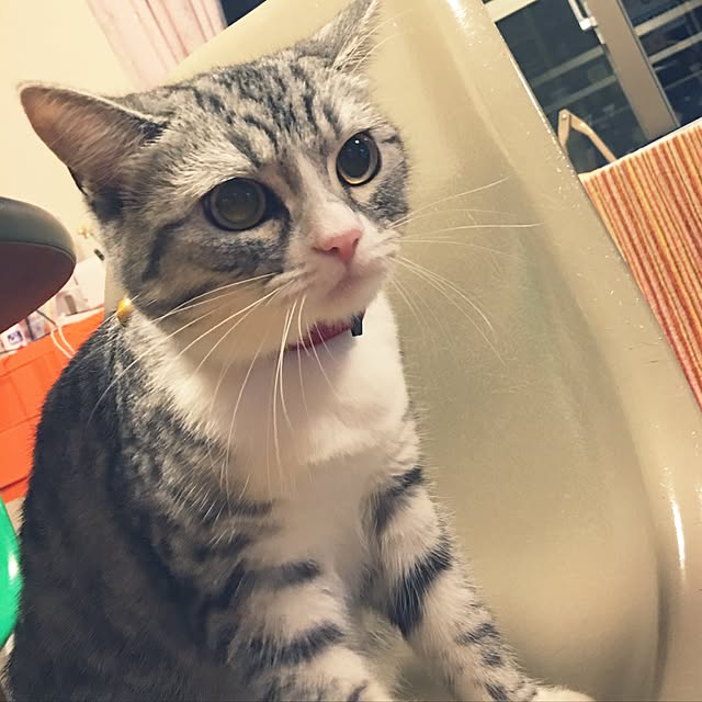 Shojiさんの実例写真