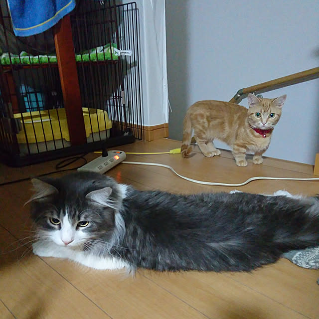 shinobuさんの実例写真