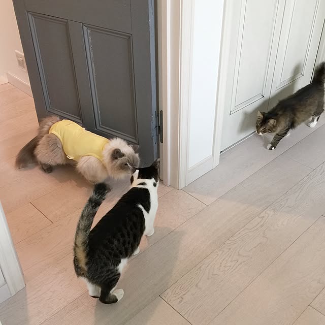 yuchiさんの実例写真