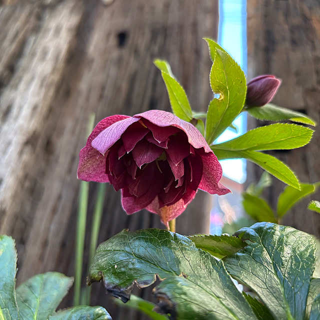 mameshibaさんの実例写真