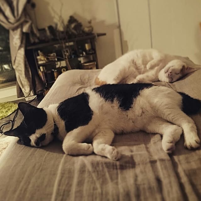 Kazukiさんの実例写真