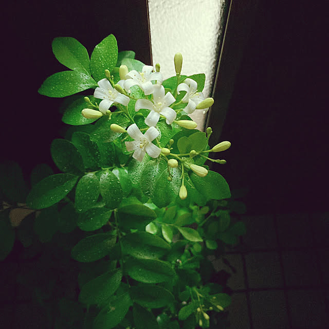 mommyさんの実例写真