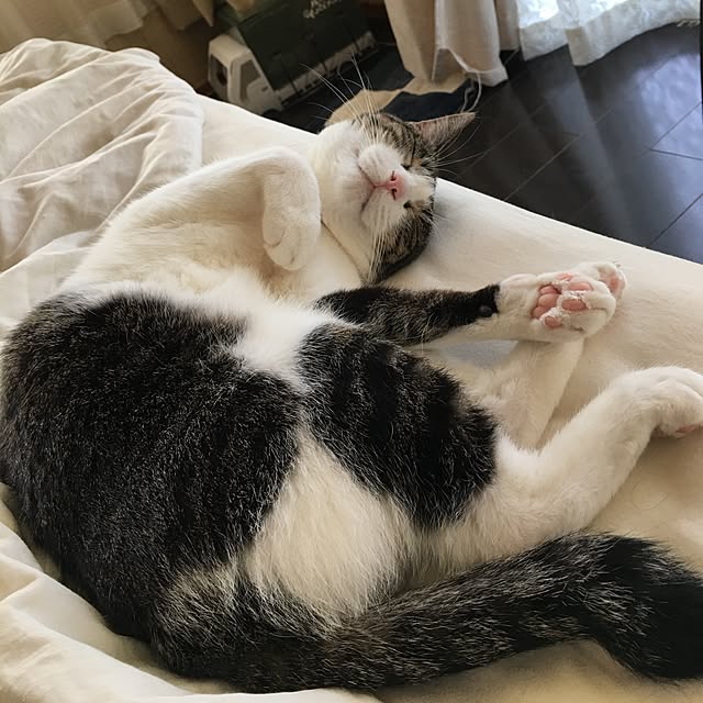 Shihoさんの実例写真