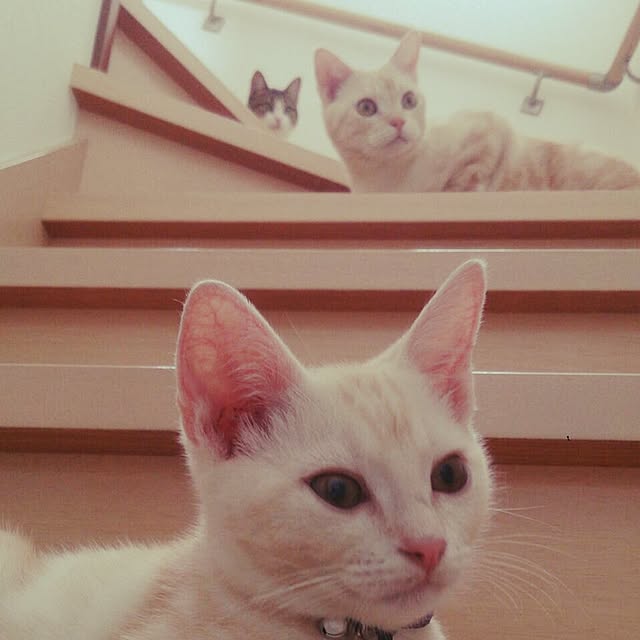 hiyupan88さんの実例写真