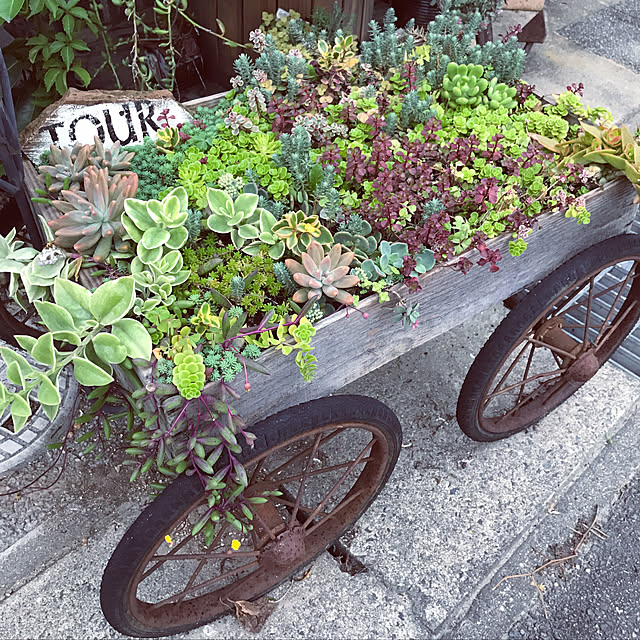 多肉寄せ植え セダムモリモリのおすすめ商品とおしゃれな実例 多肉寄せ植え セダムモリモリのおすすめ商品とおしゃれな実例