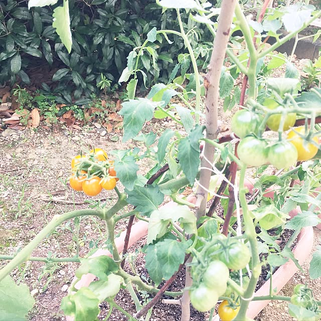 pochanさんの実例写真