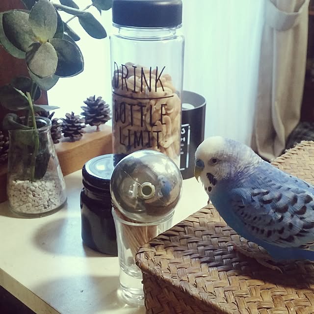 opiopiopiさんの実例写真