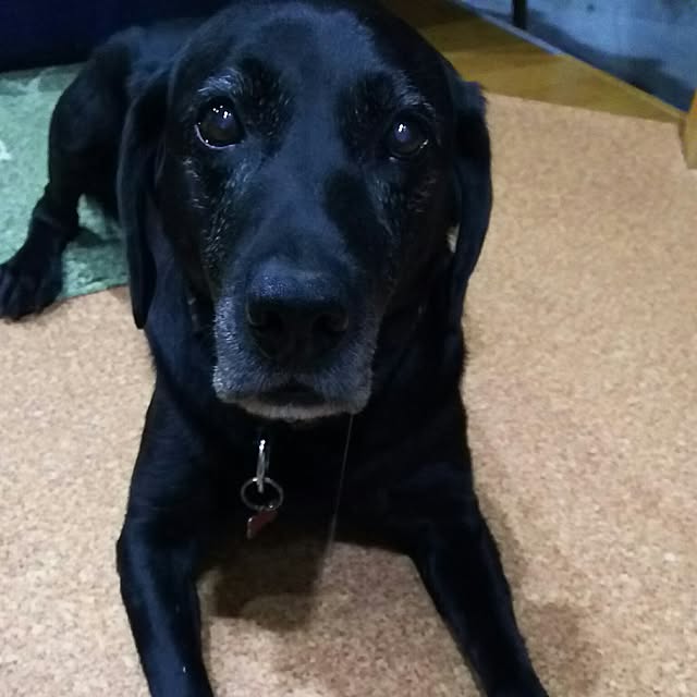 ohisamaさんの実例写真