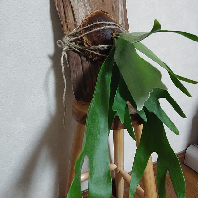 chobi1005さんの実例写真