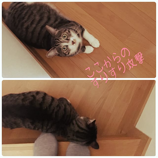 kimikimiさんの実例写真