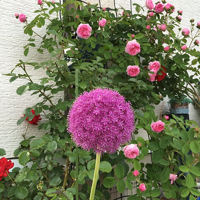 hirokoさんの実例写真