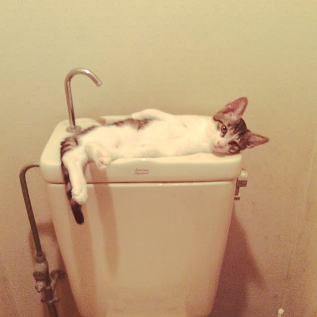 makiさんの実例写真