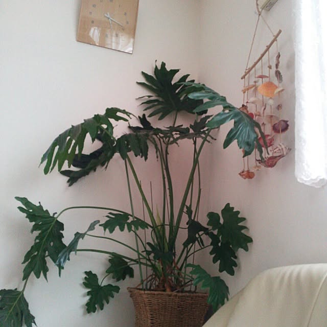 kobutachanさんの実例写真
