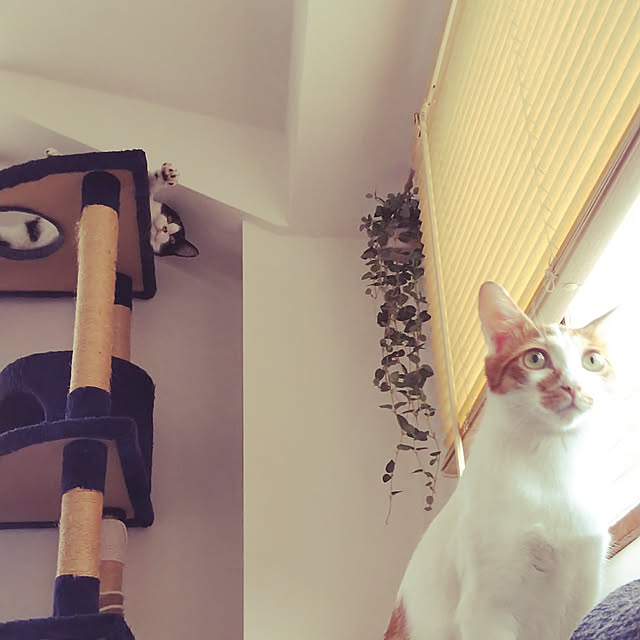 5nyansさんの実例写真